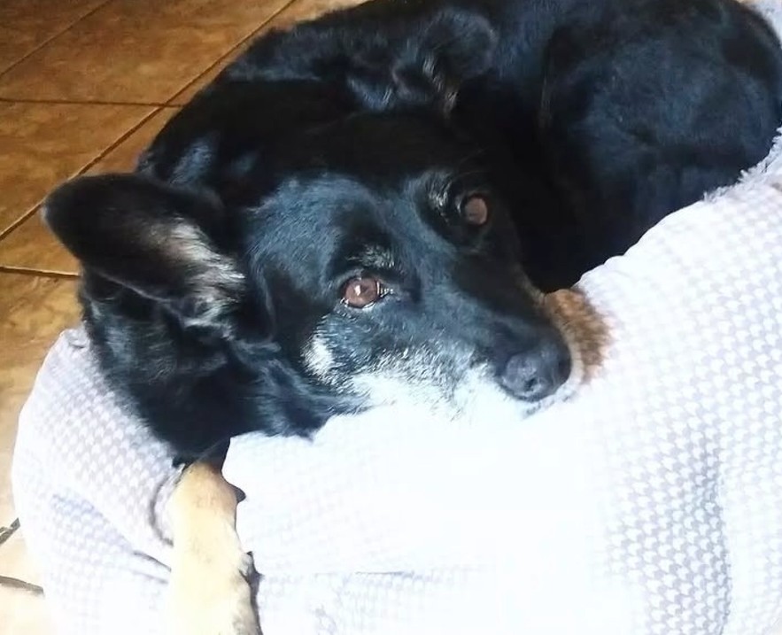 Assaltantes roubam carro e levam cachorra de 13 anos que estava dentro do veículo: 'Família está desesperada atrás dela', diz tutor