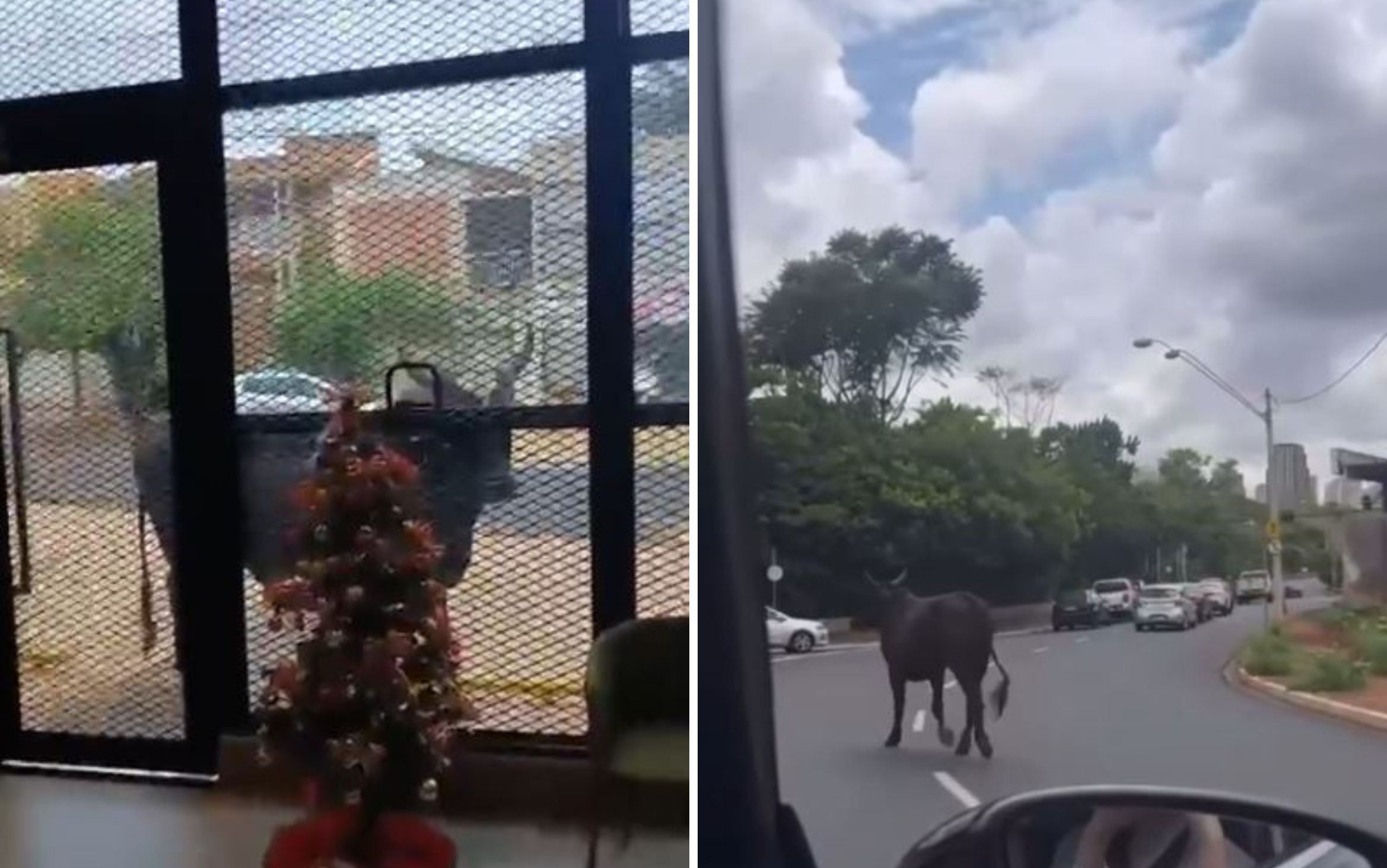Touro para trânsito e quase entra em loja antes de ser capturado em Ribeirão Preto; VÍDEO