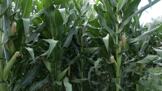 Tchau, orelhão: telefones públicos começam a ser retirados das ruas de Uberlândia e Uberaba