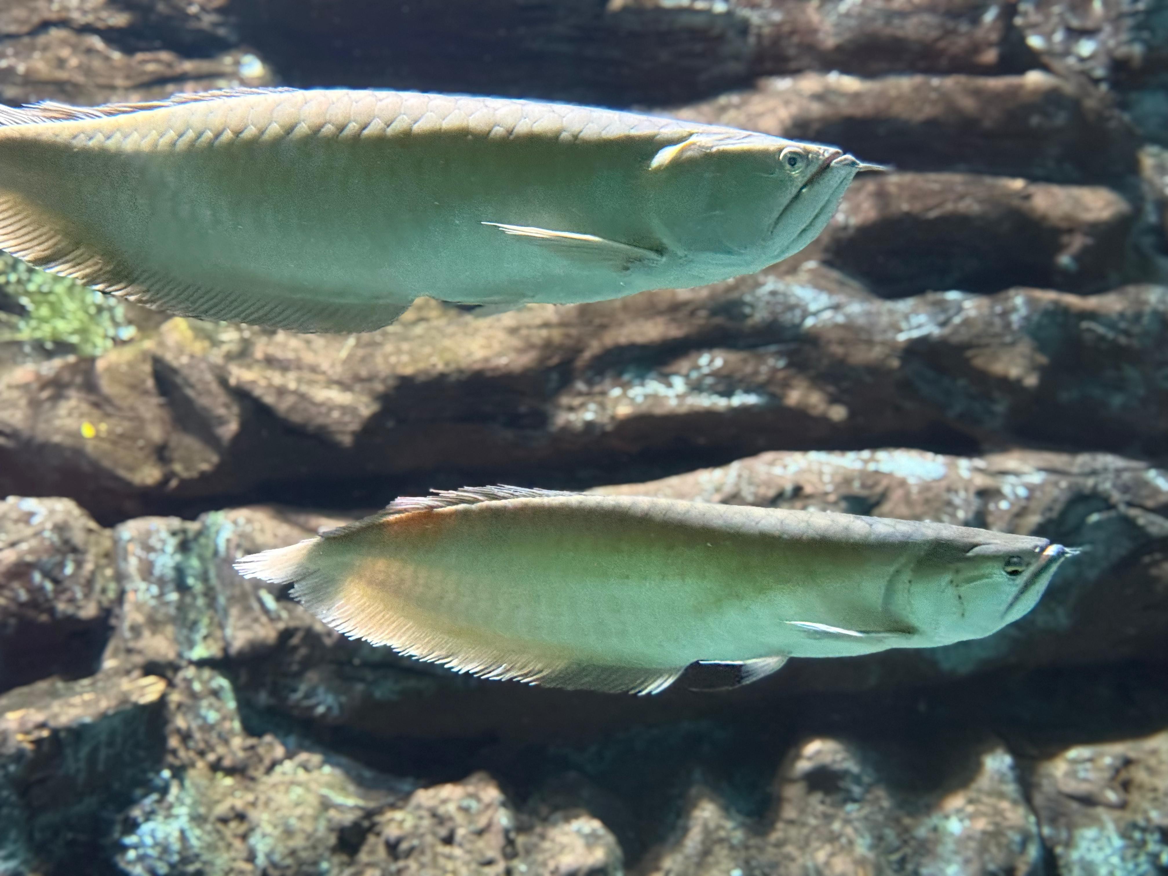 Axl e Slash: maior aquário de água doce do mundo batiza peixes com nomes de astros do rock em MS