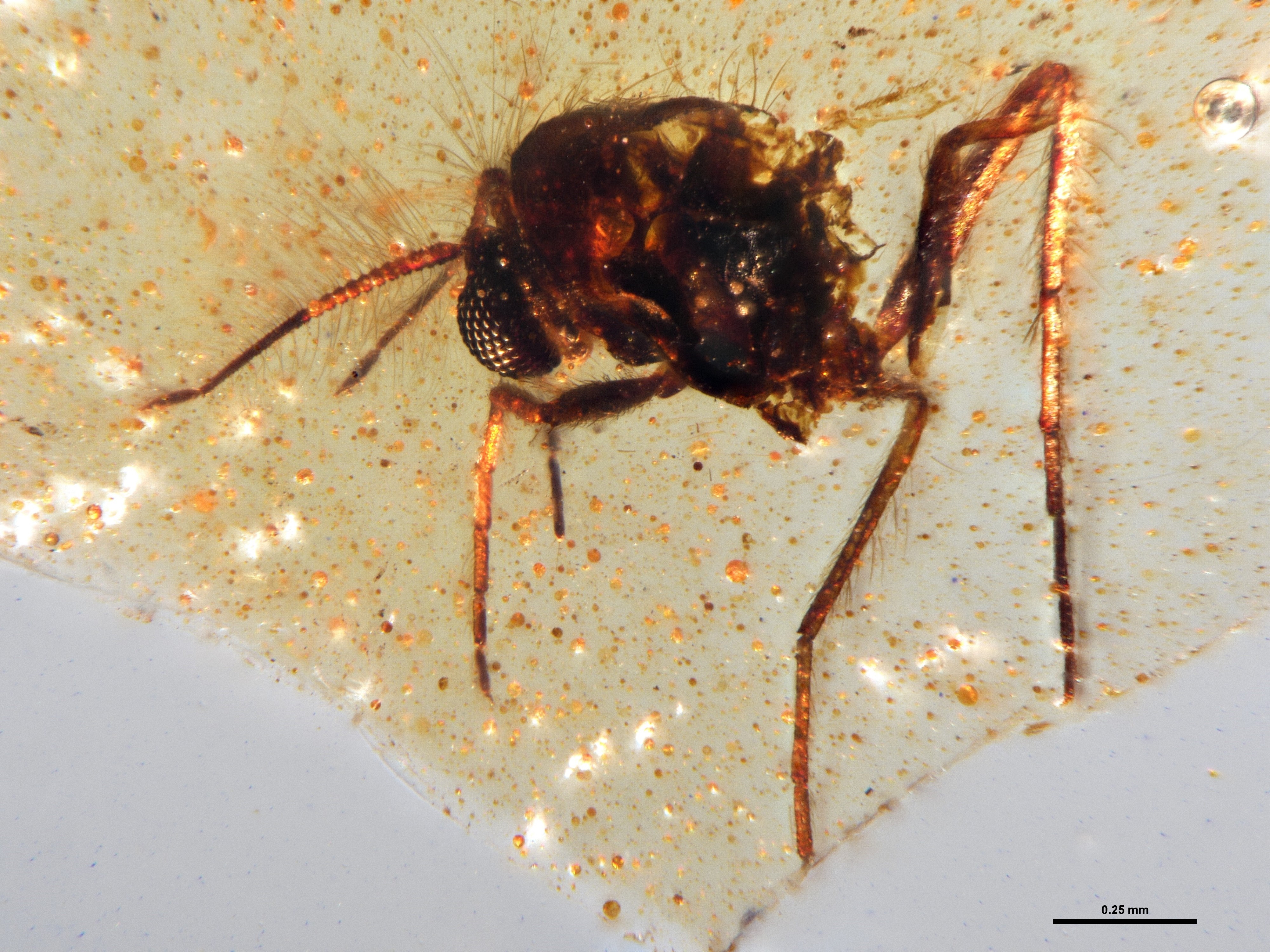 Descoberta rara: insetos pré-históricos presos em âmbar revelam floresta perdida no Equador