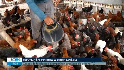 Órgãos de fiscalização acompanham produção de aves no Tocantins