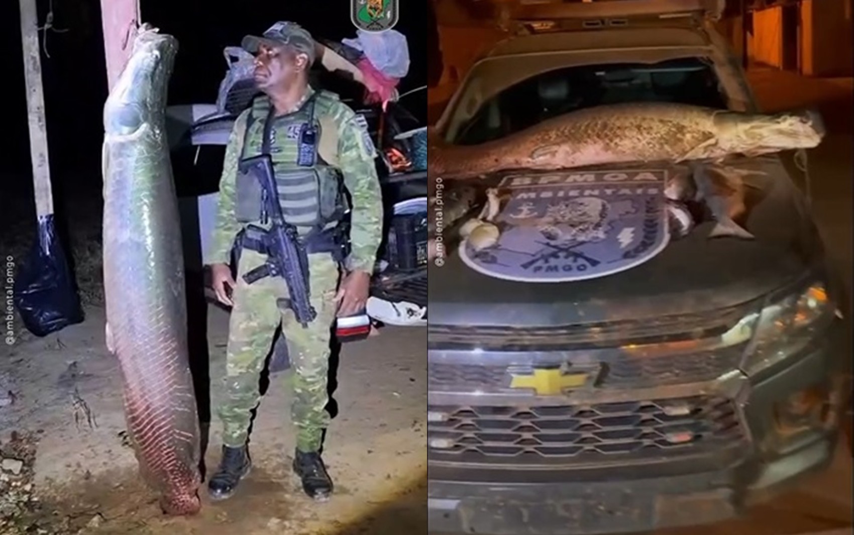Peixe que não pode ser consumido com mais de 100 kg é encontrado em Bonópolis