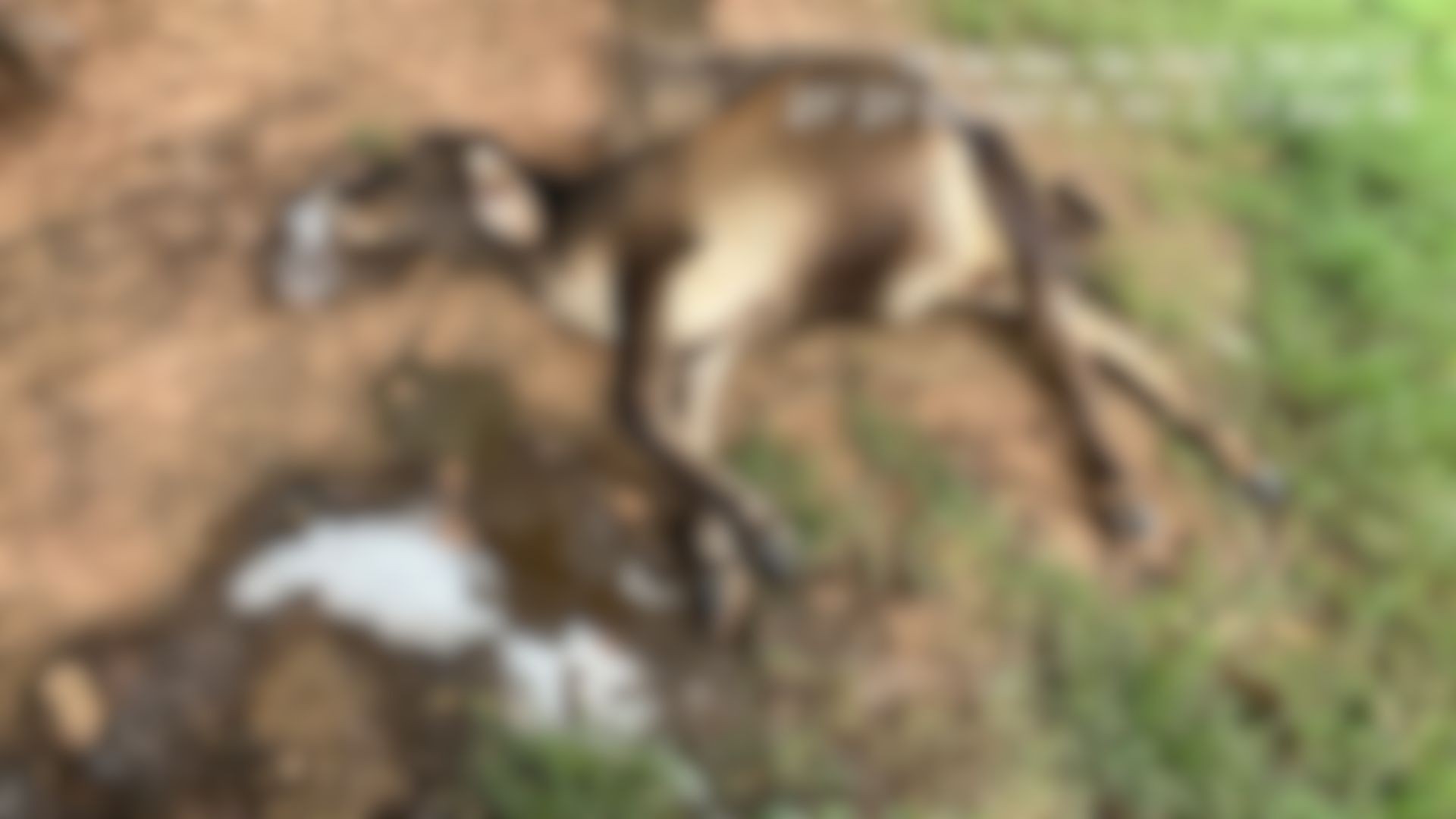 Idoso é preso suspeito de envenenar e causar morte de três novilhas em sítio