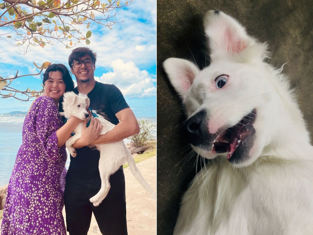 Cão surdo é adotado por casal com surdez, aprende Libras e história viraliza nas redes sociais; VÍDEO