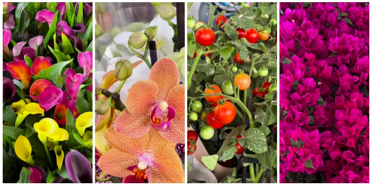 Festa das Flores tem oficinas e atrações gratuitas em Governador Valadares