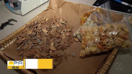 Pesquisa feita por alunos da UFPA usa matéria-prima amazônica em produtos
