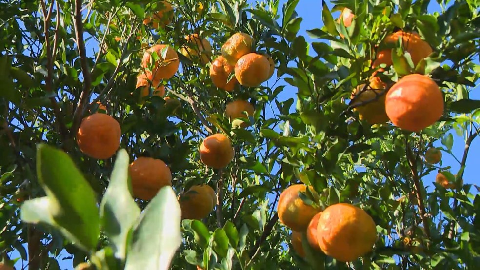 Produção de tangerina cai, mas tamanho e qualidade dos frutos aumentam no Espírito Santo. — Foto: Carlos Barros