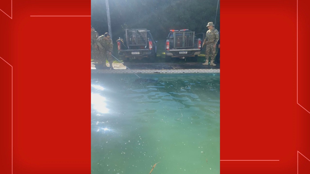 Seis capivaras caem em piscina de casa no Lago Sul e são regatadas; veja VÍDEO