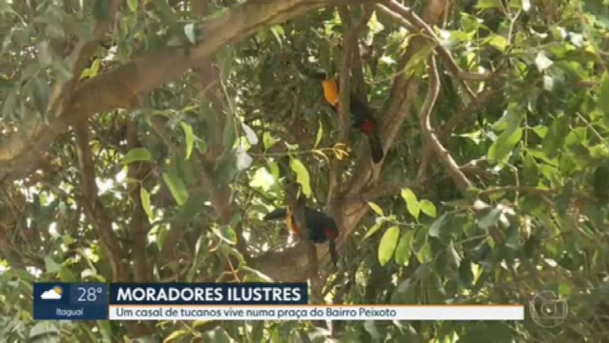 Tucanos são vistos em praça de Copacabana, Zona Sul do Rio | Rio de ...