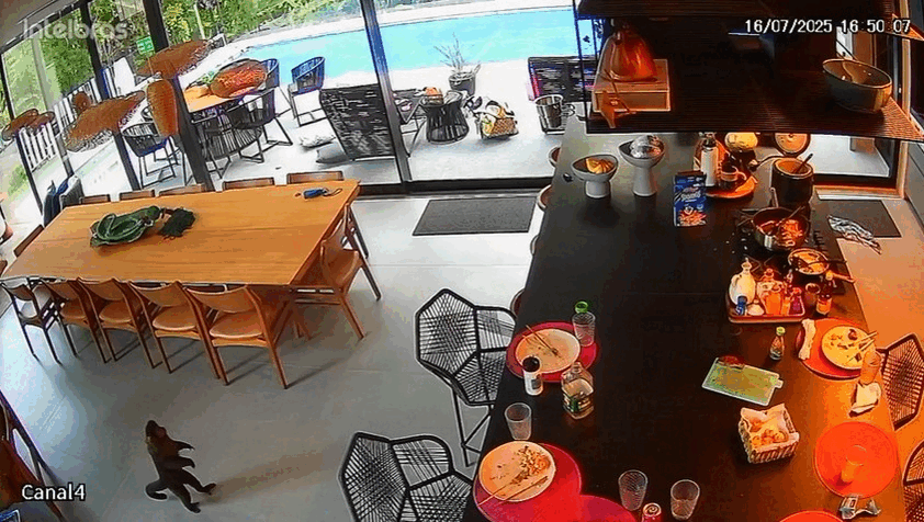 VÍDEO: Macaco invade casa de luxo, rouba cacho de banana e é perseguido por cachorrinha yorkshire