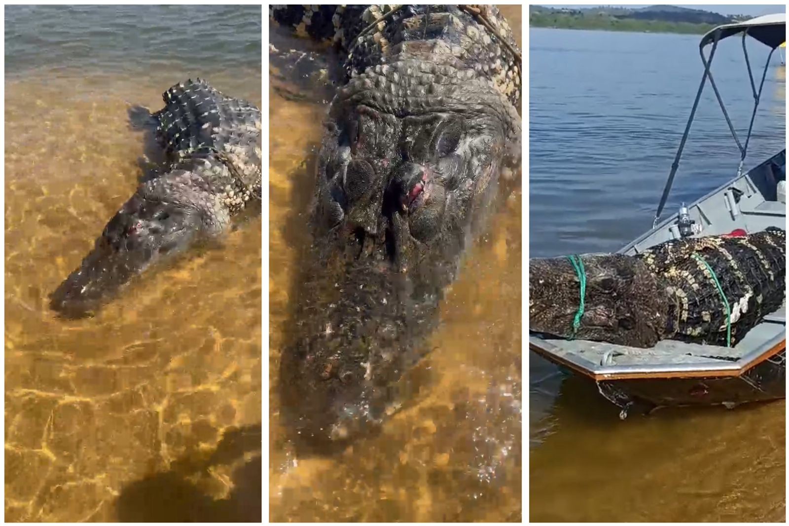 Turistas encontram jacaré gigante morto boiando no Rio Araguaia; VÍDEO 