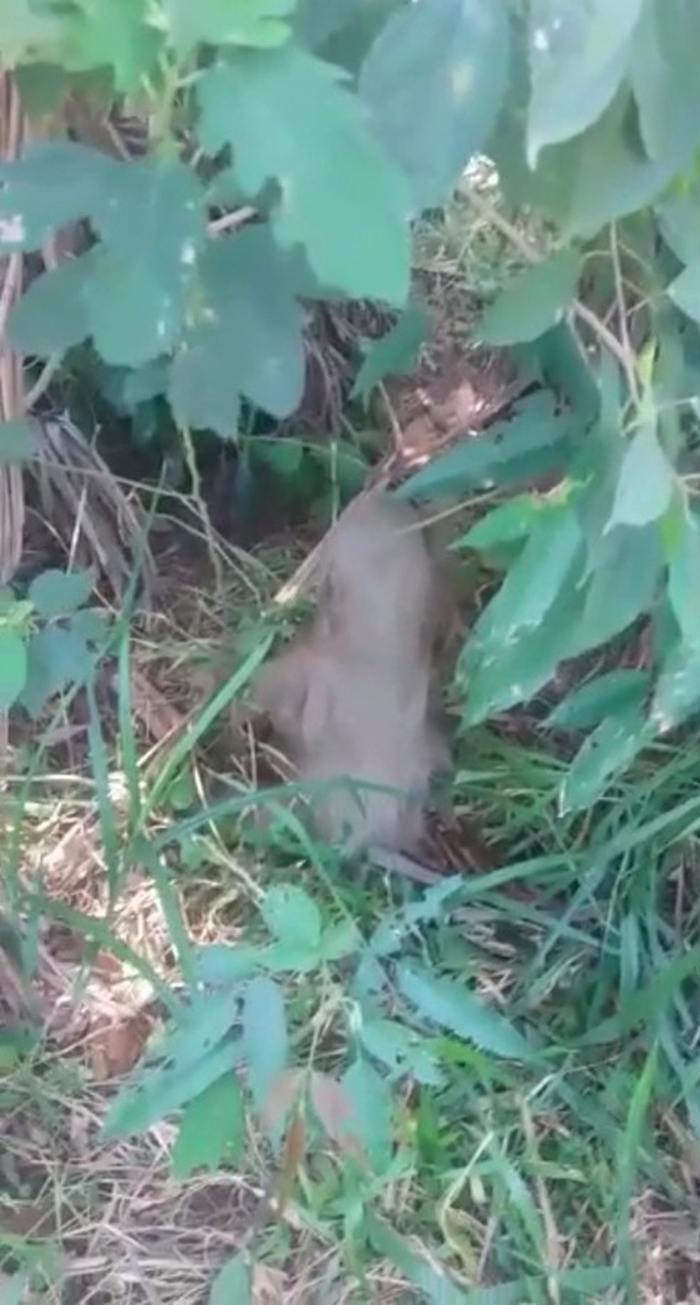 Animal foi devolvido à natureza após resgate que durou cerca de 1h30 — Foto: Arquivo/Energisa