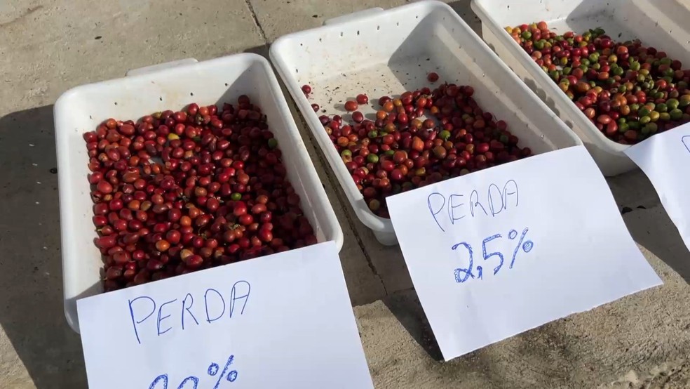 Verde ou vermelho? Produtores têm perdas maiores quando café é colhido antes do tempo, comprova estudo da Ufes, no Espírito Santo — Foto: Reprodução/TV Gazeta