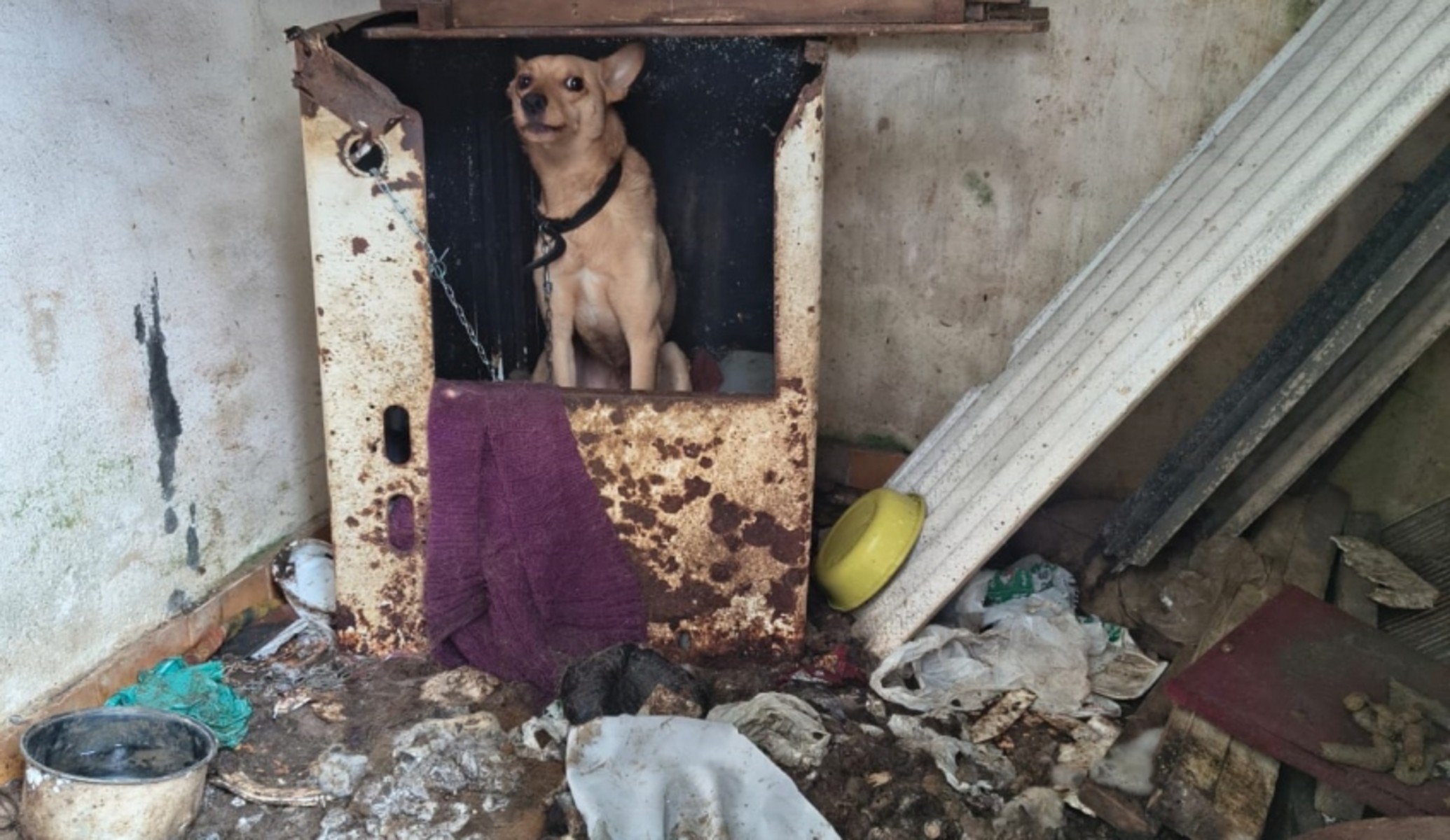 Cães abandonados em casa com lixo e sujeira são resgatados em Mogi das Cruzes
