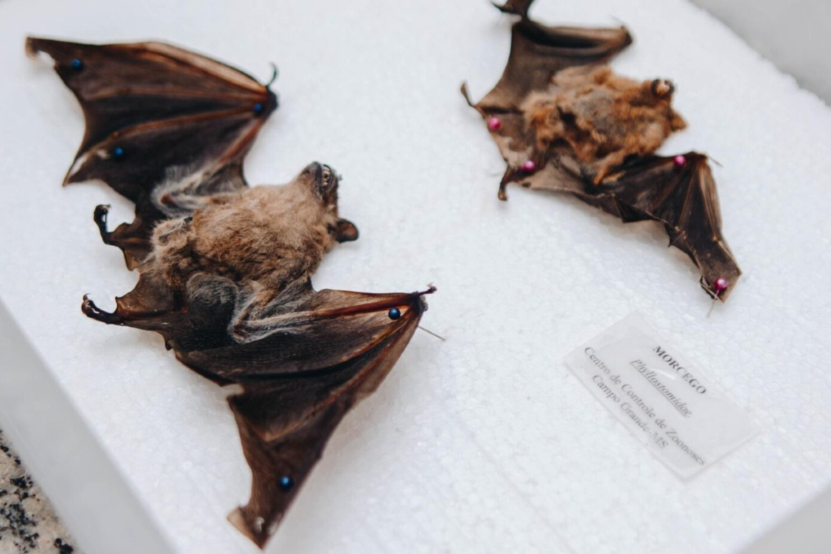 Sesau alerta população após cinco casos de raiva em morcegos em Campo Grande