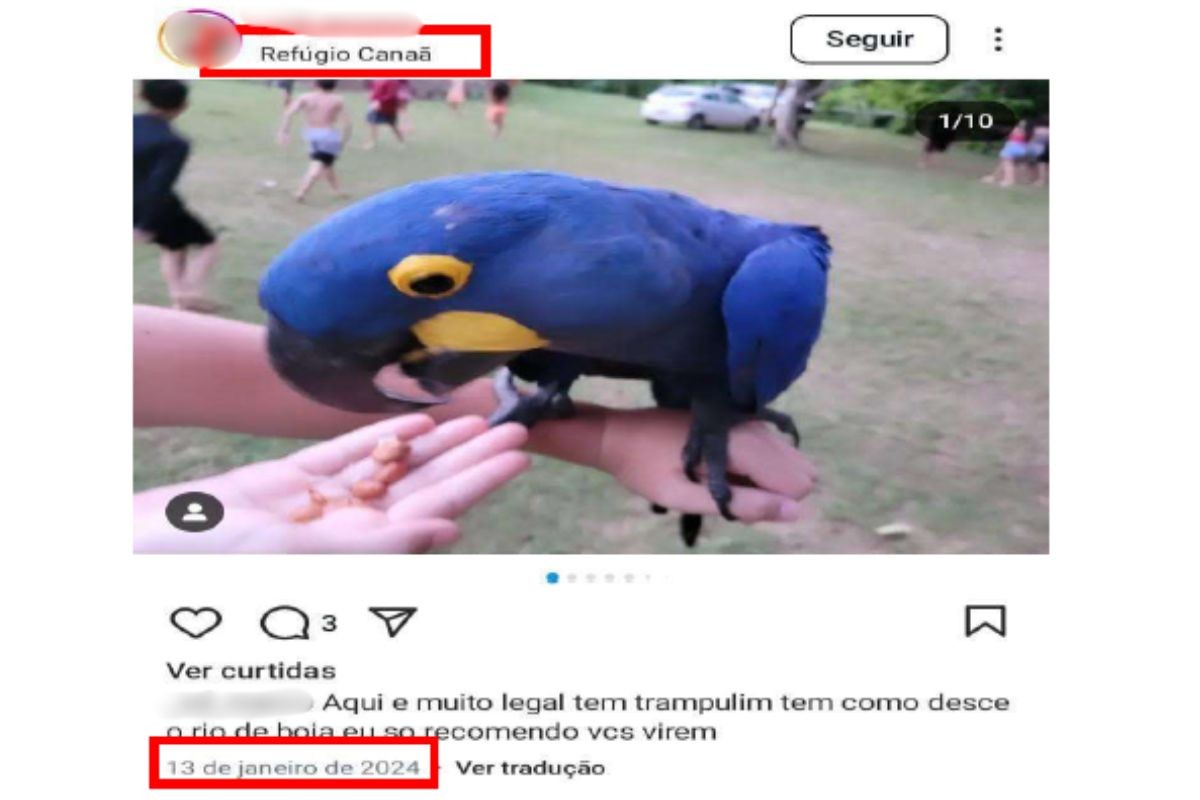 Pousada é investigada por alimentar araras e permitir interação com turistas e leva multa de R$ 50,5 mil em MS