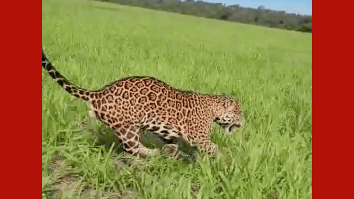 Fazendeiro é ‘escoltado’ por onça-pintada em lavoura de MT; veja vídeo