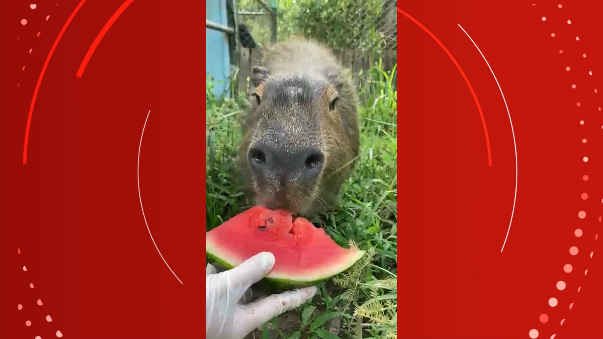 Animais do zoológico de Canoas ganham 'picolés' para aguentar o calor; VÍDEOS