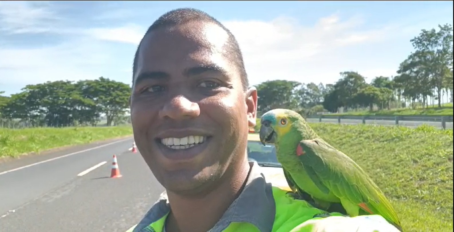 Funcionário de concessionária é surpreendido com papagaio no ombro durante trabalho em rodovia: 'Ajudando a sinalizar'