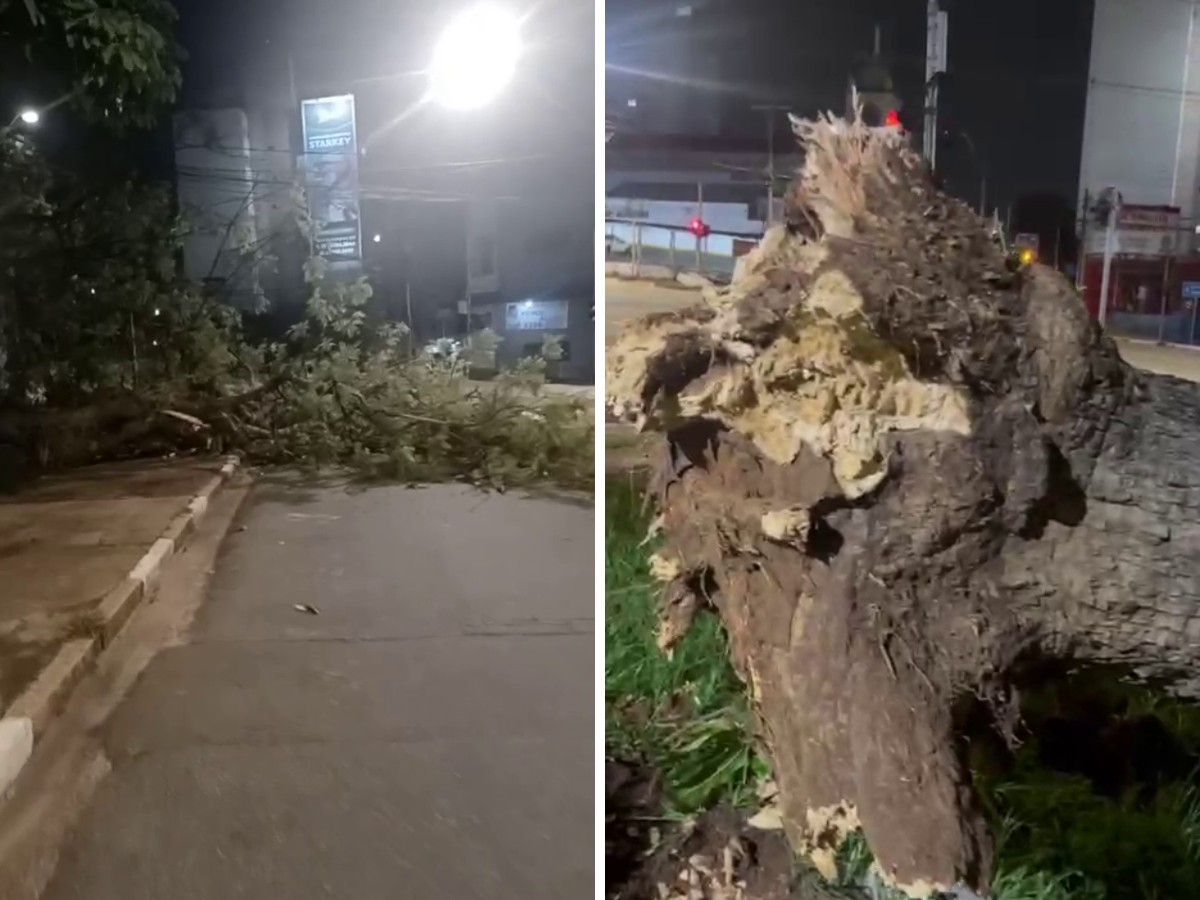 Queda de árvore bloqueia via no bairro Botafogo, em Campinas