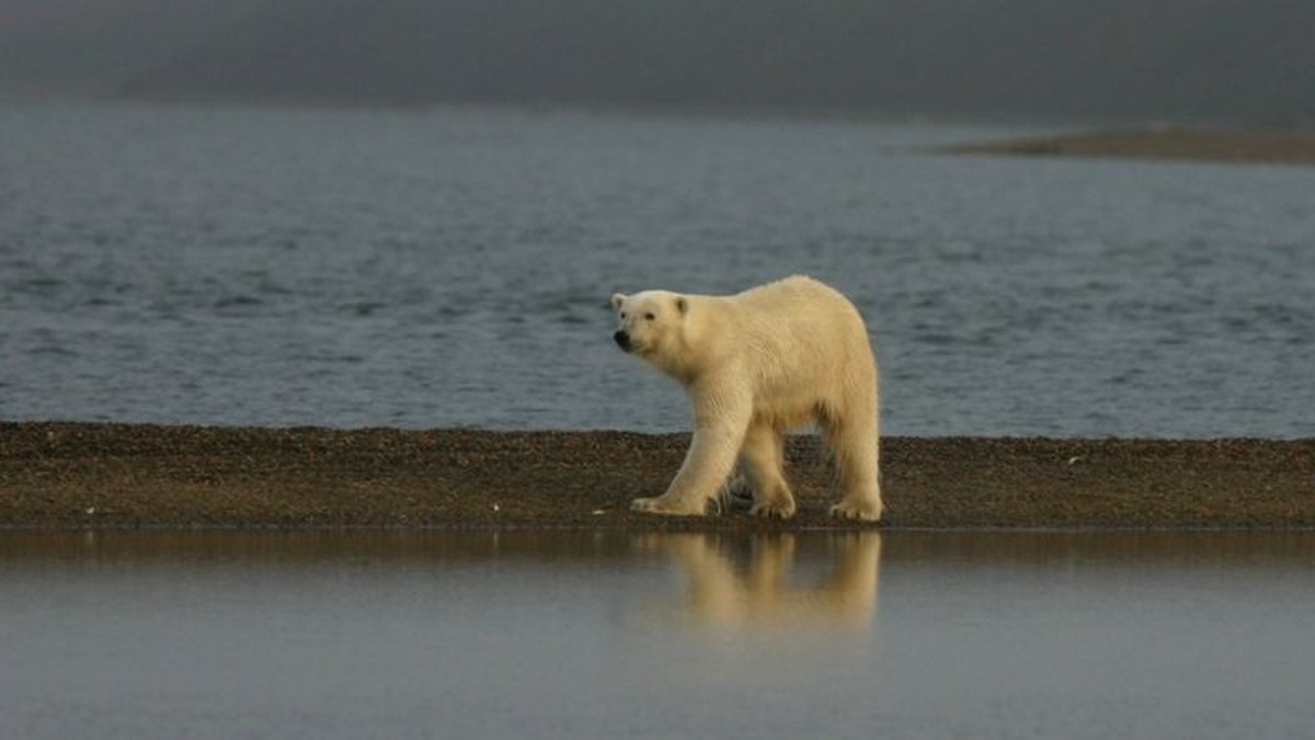 Ataque de urso polar: pensei que era o fim