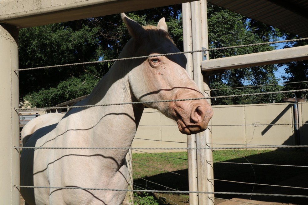 Ringo, cavalo que voltou sozinho até o hospital veterinário onde foi tratado em Araçatuba (SP) — Foto: Arquivo pessoal