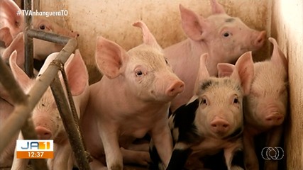 Adapec inicia nova etapa de monitoramento da saúde dos suínos