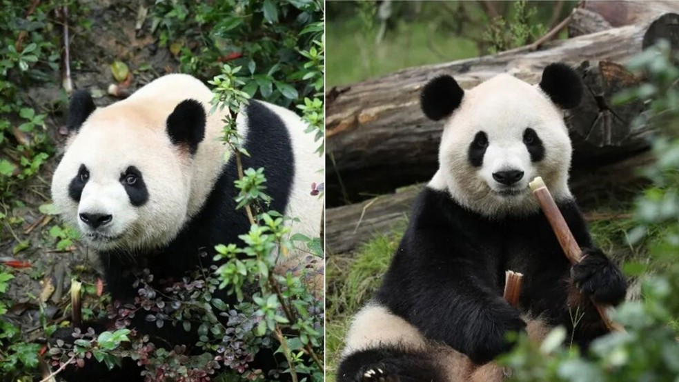 Ping Ping (esq) e Fu Shuang (dir) serão enviados aos EUA. — Foto: China Wildlife Conservation Association/Divulgação