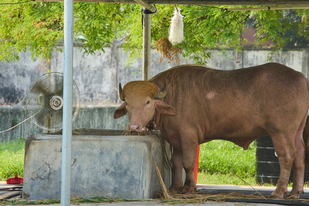 Animal, que seria abatido durante uma celebração religiosa, foi levado para um zoológico após viralizar nas redes sociais por causa da semelhança com o penteado do presidente dos Estados Unidos. — Foto: AP/Al-emrun Garjon
