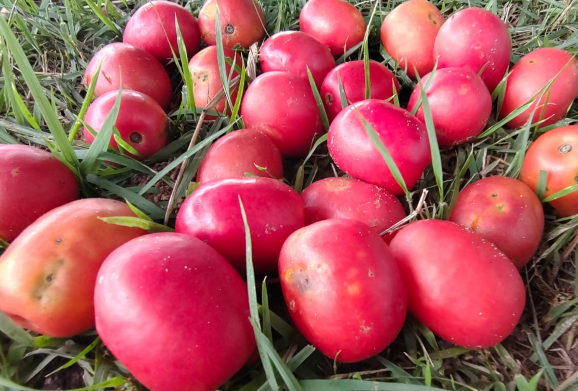 Do quintal à praça: a fruta que parece tomate cereja, é rica em vitamina C e tem aos montes por cidade de MS