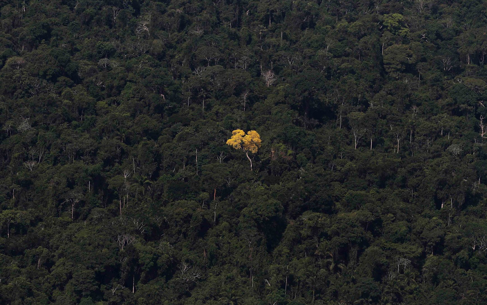 Mudança climática pode eliminar até 34% das plantas usadas por povos da Amazônia, diz estudo