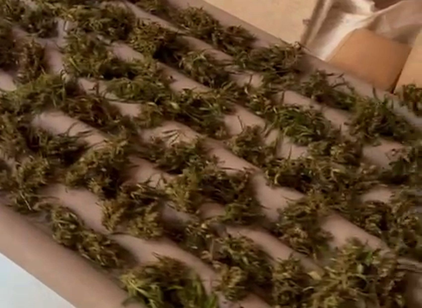 Cerca de 50 pés de maconha são apreendidos e homem é preso em Macambira