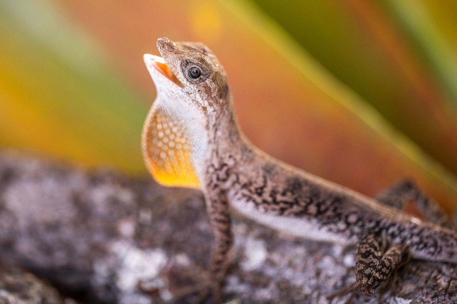 Cientistas encontram possíveis novas espécies em montanha isolada na Amazônia