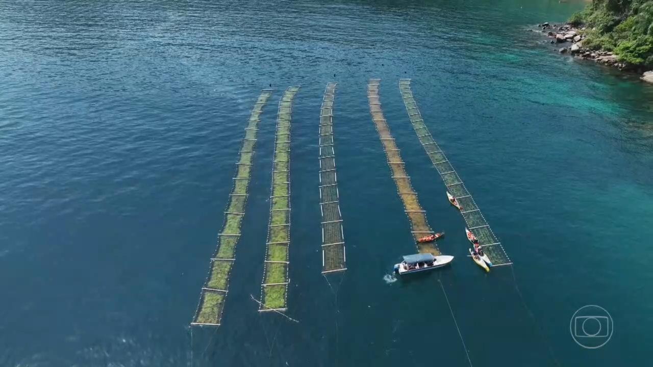Cultivo de algas: conheça técnica adotada em fazenda marinha no Brasil que pode gerar renda de até R$ 10 mil por família