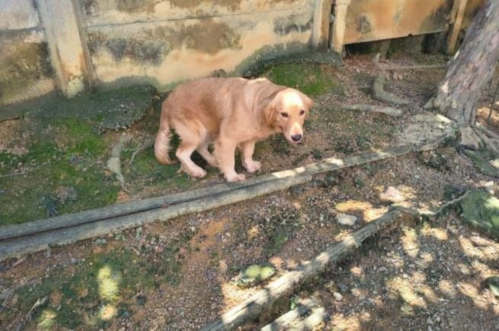 Mais de 60 cães de raça são encontrados em gaiolas e quartos de casa em Dores do Indaiá — Foto: Polícia Militar/Divulgação