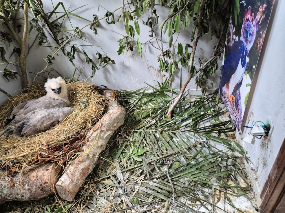 Projeto Harpia pede ajuda para encontrar ninho de filhote de gavião-real resgatado em Novo Airão, no AM. — Foto: Divulgação/Projeto Harpia