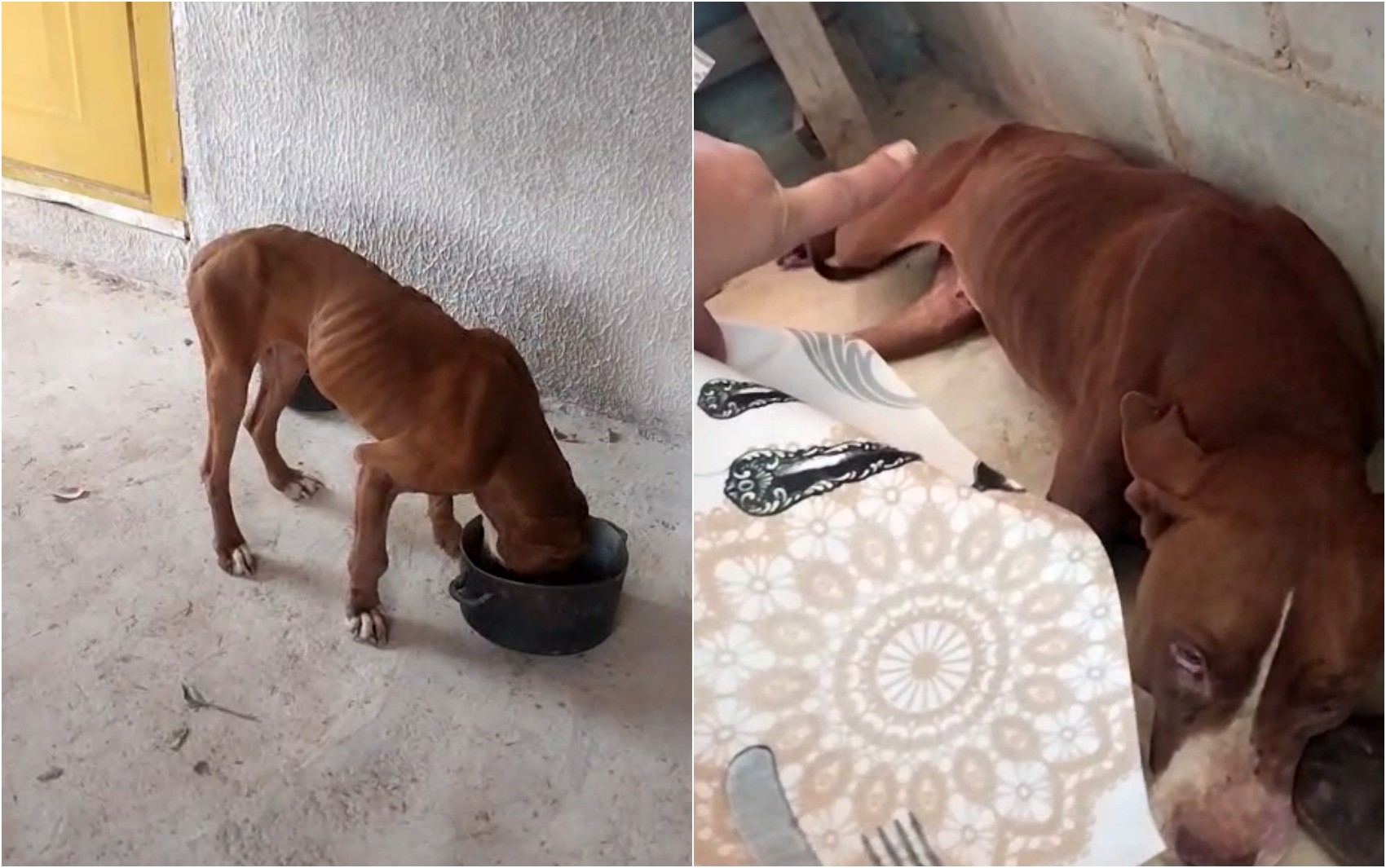Pitbull é resgatada ferida e desnutrida na zona rural de Pouso Alegre; animal está internado e se recupera