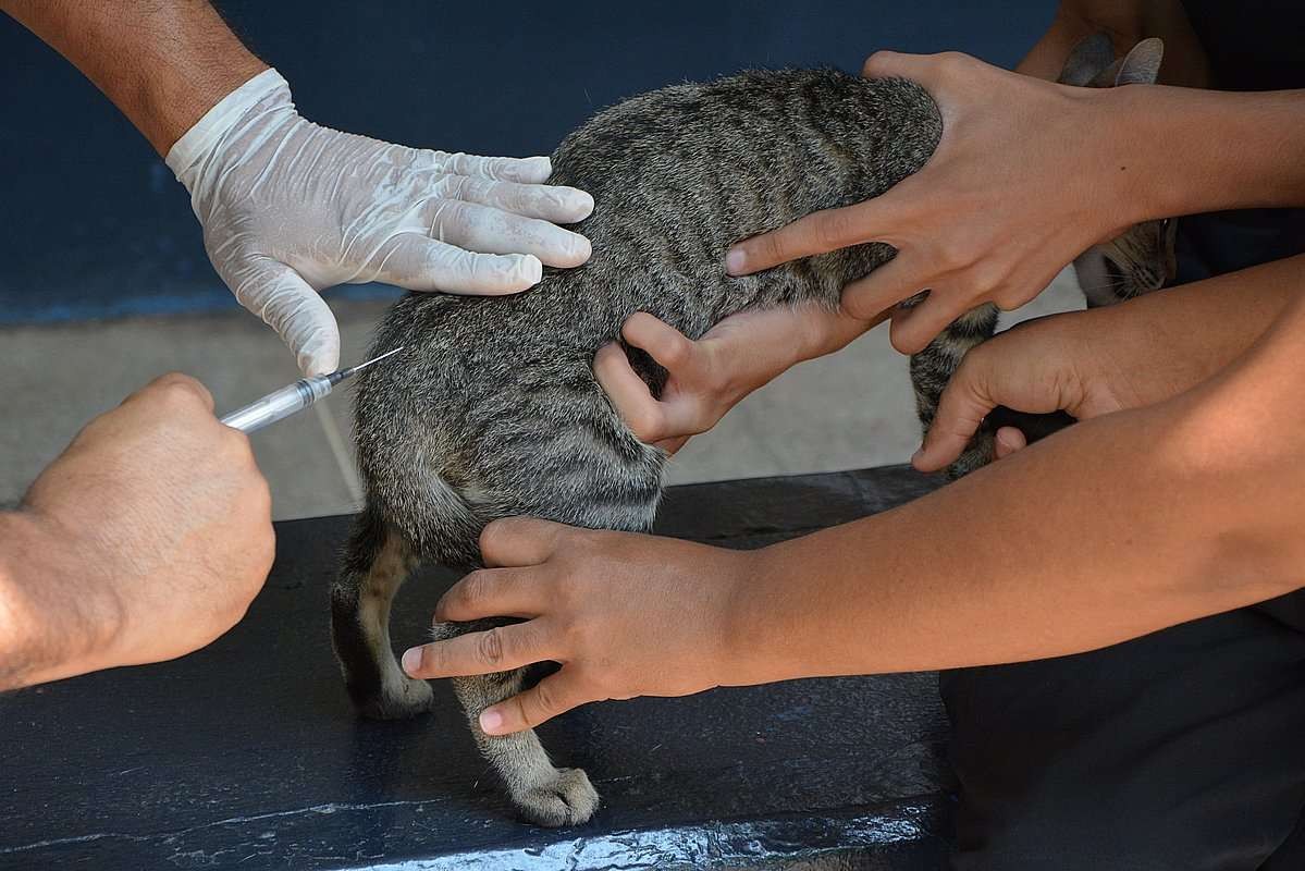 Várzea Grande (MT) realiza campanha de vacinação antirrábica neste sábado (17); veja pontos de atendimento