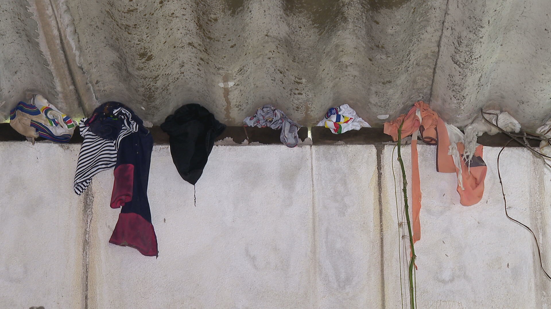 'Infestação' de cobras assusta moradores de comunidade do Recife há quatro meses; VÍDEO