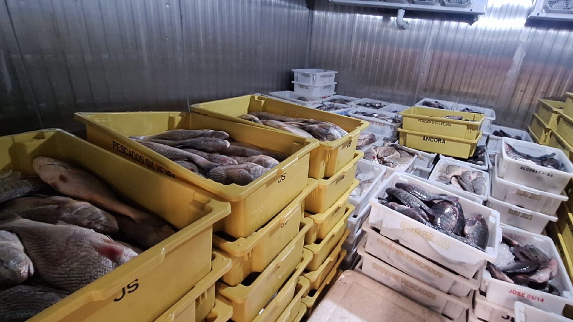 Sete toneladas de peixes e frutos do mar irregulares são apreendidos pelo Ibama no ES