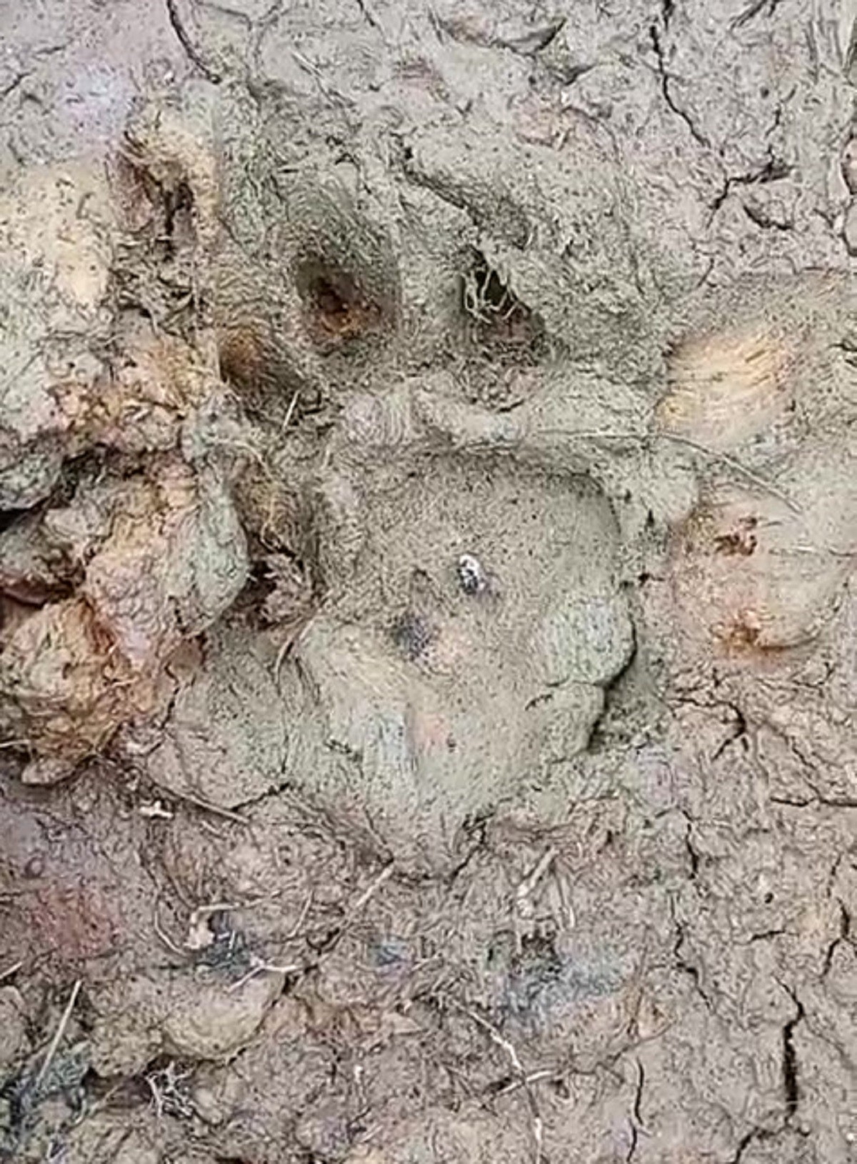 Prefeituras de três cidades de MG emitem alerta à população após 30 animais serem encontrados mortos com sinais de ataque