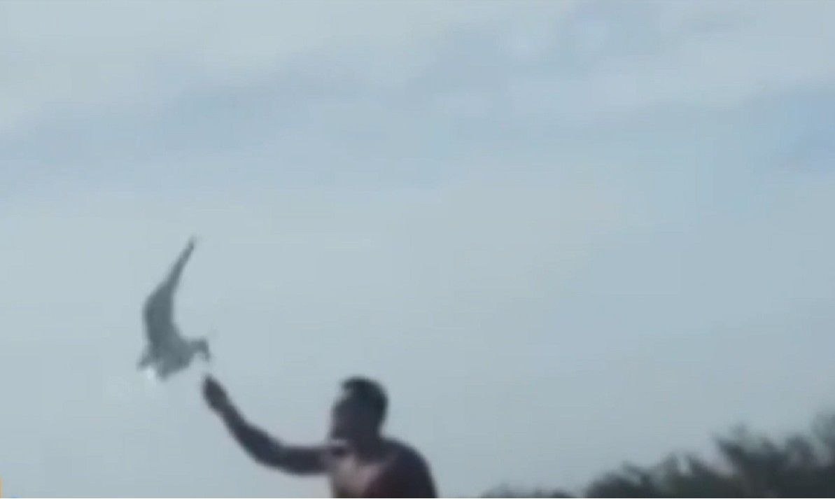 Naldo Benny é flagrado alimentando gaivotas em lancha na Ilha do Japonês em Cabo Frio