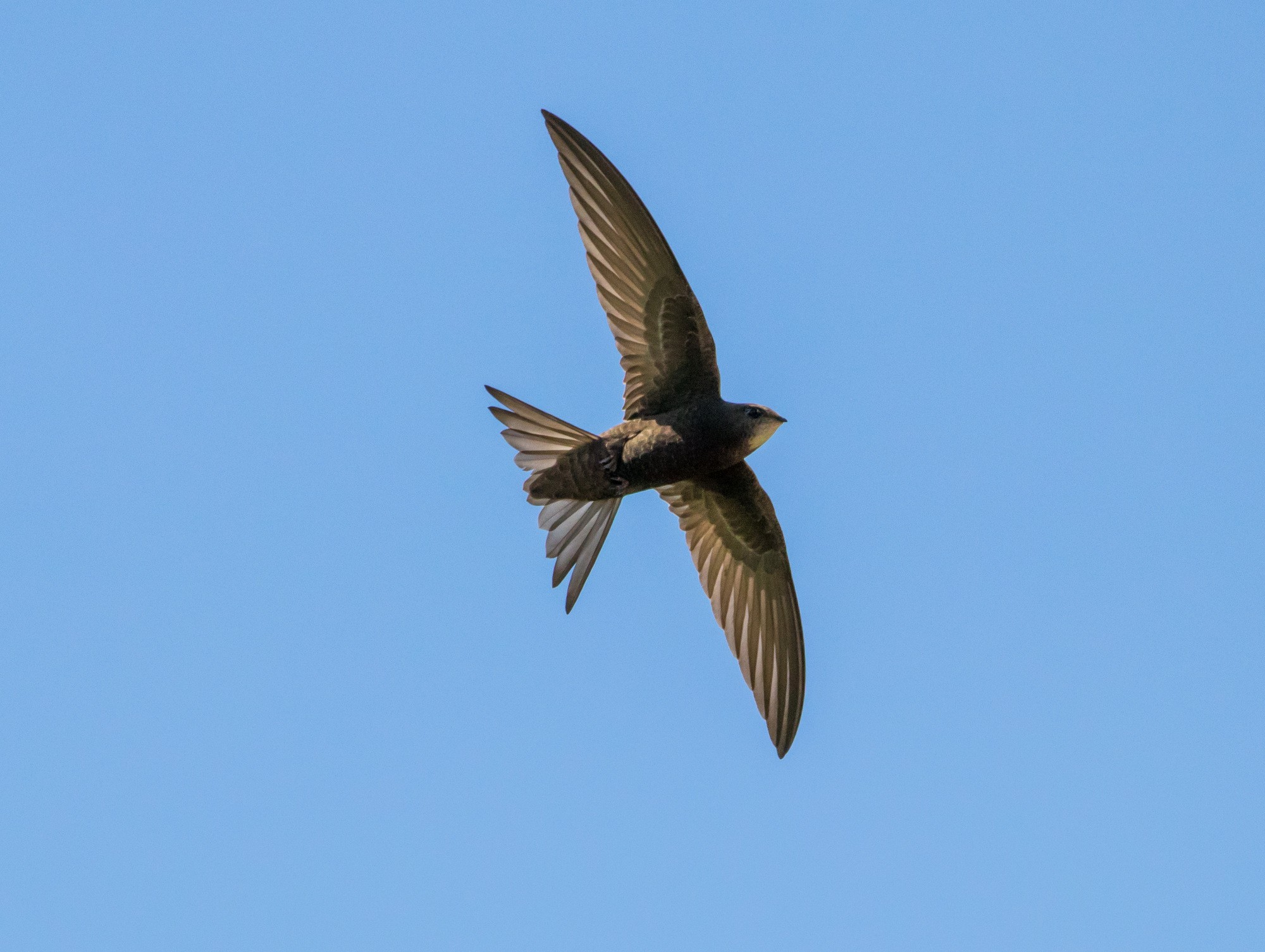 Encontrado no Rio de Janeiro, andorinhão-preto é registrado pela primeira vez no Brasil 