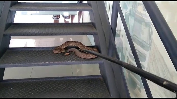 Cobras e Escadas - Estadão