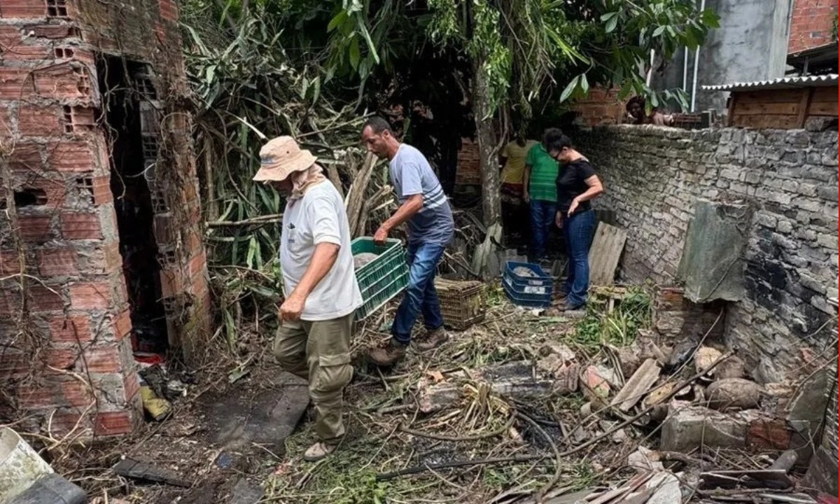 Cerca de 100 jabutis são resgatados em casa abandonada na Bahia