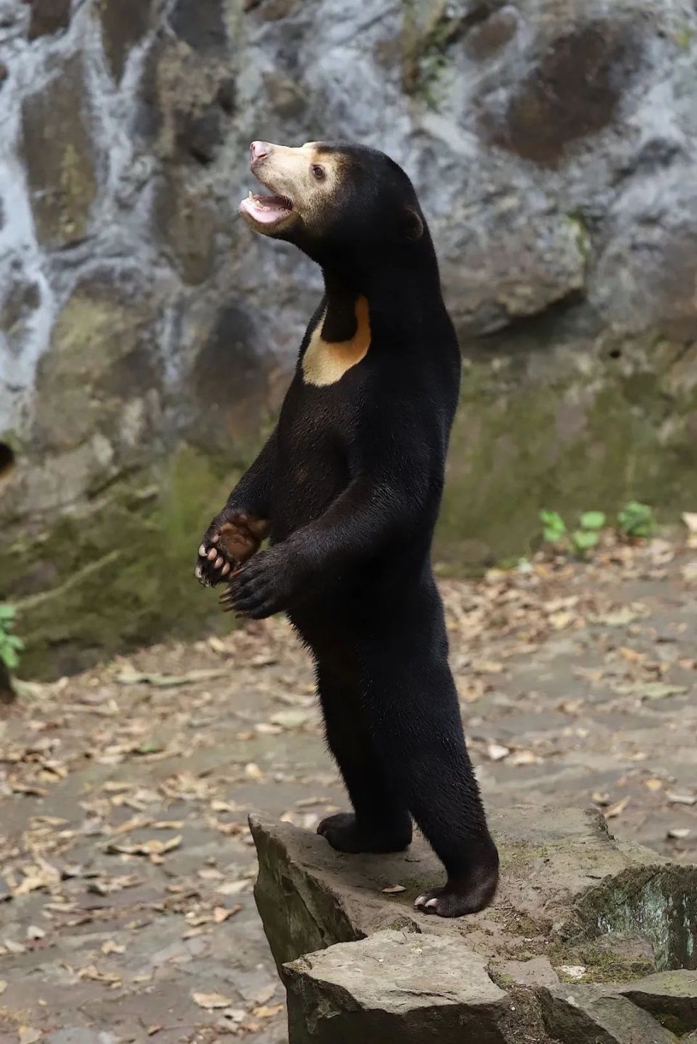 Magro e de pé, urso do tipo malásio em zoológico chinês chamou a atenção de internautas e gerou questionamentos de que o bicho era um homem fantasiado, em julho de 2023. Zoológico negou.  — Foto: Divulgação/ Zoológico de Zangzhou
