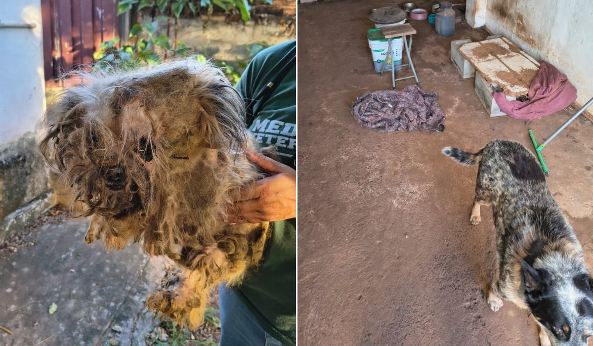 Homem é preso por maus-tratos a três cães em Piracicaba; animal precisou de eutanásia