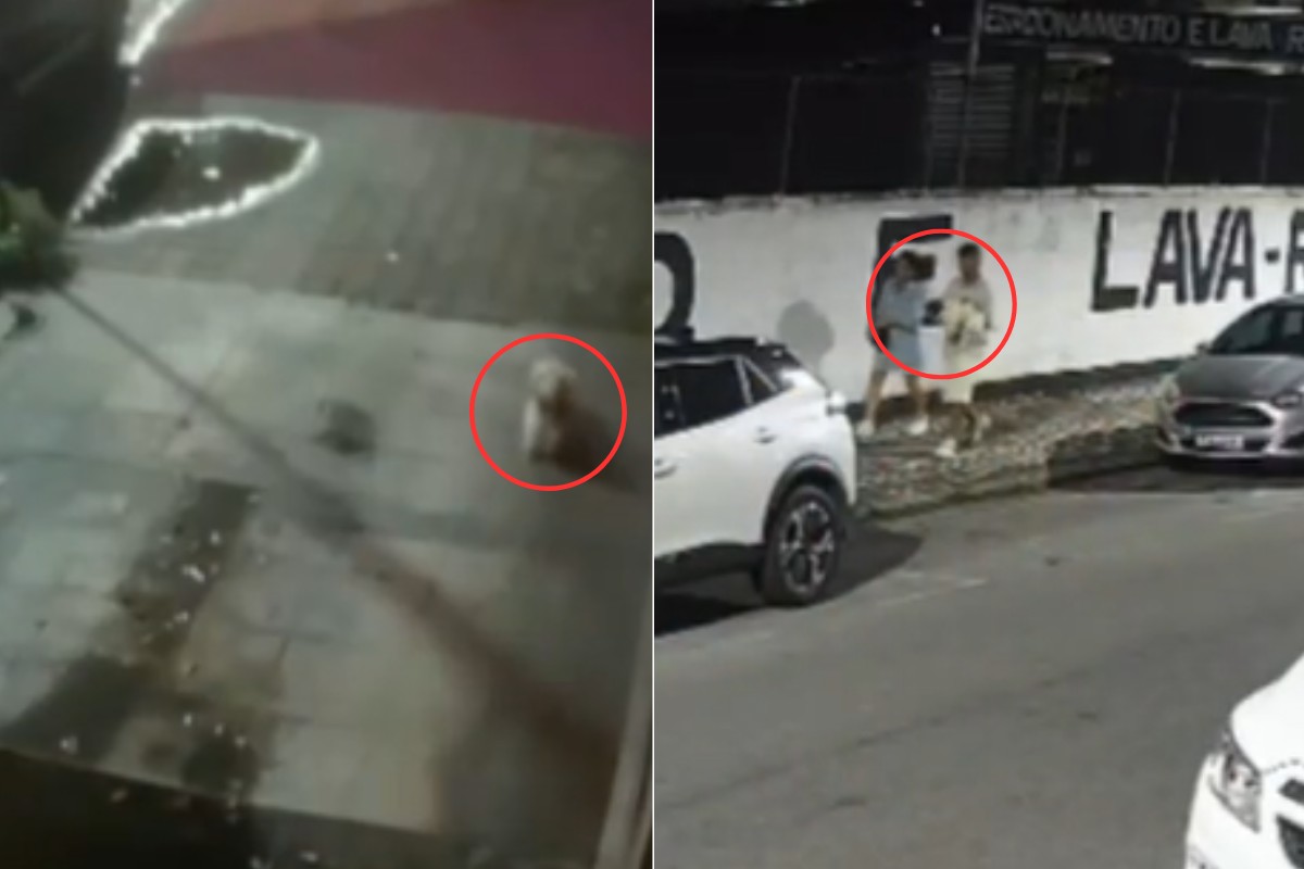 Cadê o Fluffy? Família procura filhote de shih tzu que fugiu e foi levado por casal no litoral de SP; VÍDEO