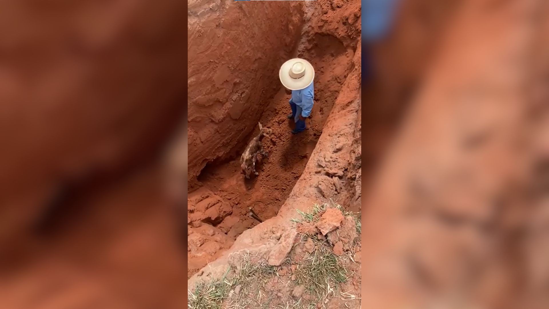Bezerra recém-nascida cai em buraco de 5 metros, é salva por pecuarista e resgatada com auxílio de retroescavadeira; vídeo
